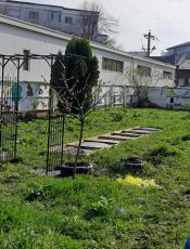 SĂPTĂMÂNA VERDE – „PLANTĂM ȘI ÎNVĂȚĂM – LECȚIA NATURII” – LUNI, 07.04.2025